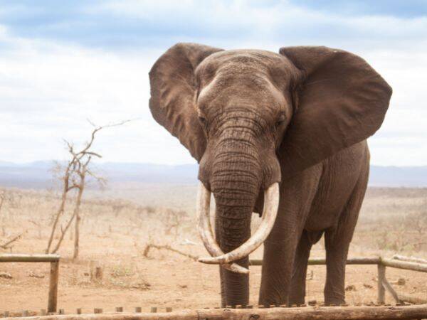 Afrykańskie słonie i ich ważne rola w ekosystemie