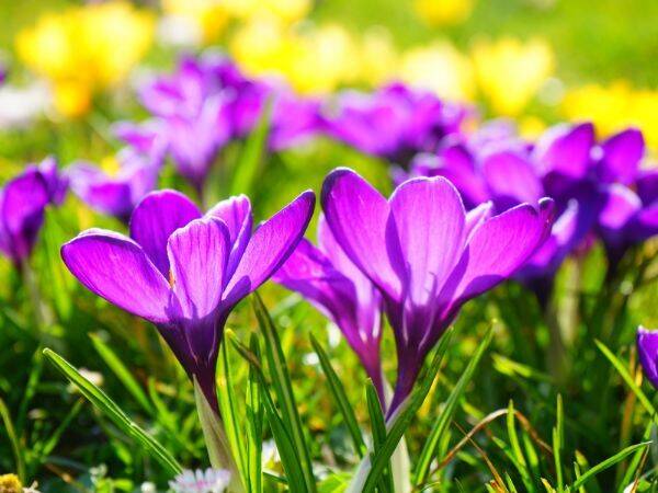 Jakie kwiaty sadzić na wiosnę, żeby cieszyć się nimi przez cały sezon?