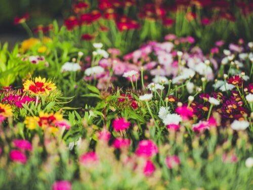 Najlepsze wiosenne kwiaty na piękny ogród